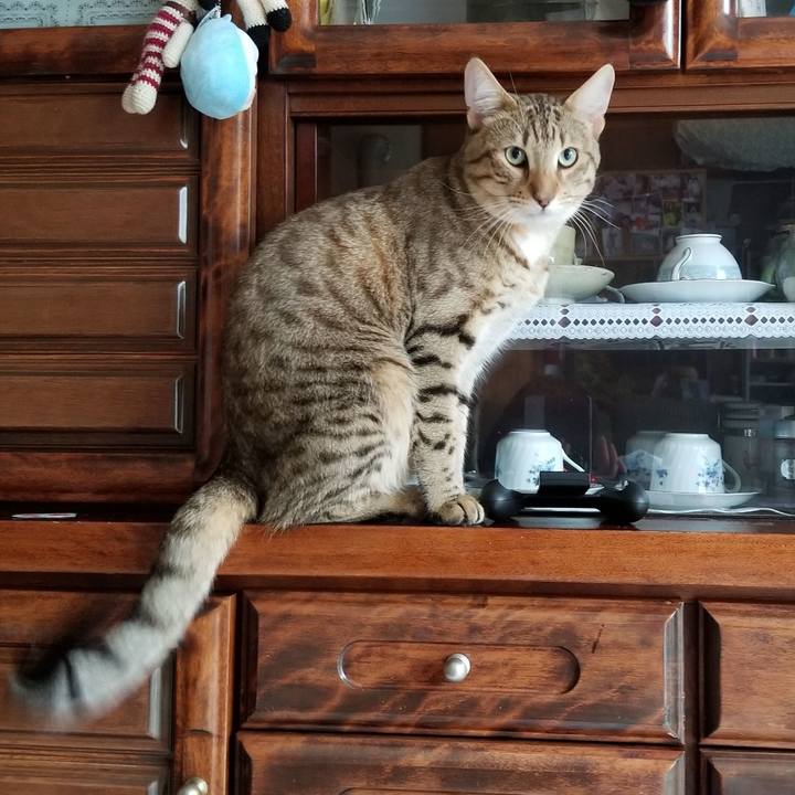 C5a7ba3d 5d5d 4971 a2de b744fcf630e7 1589119736792