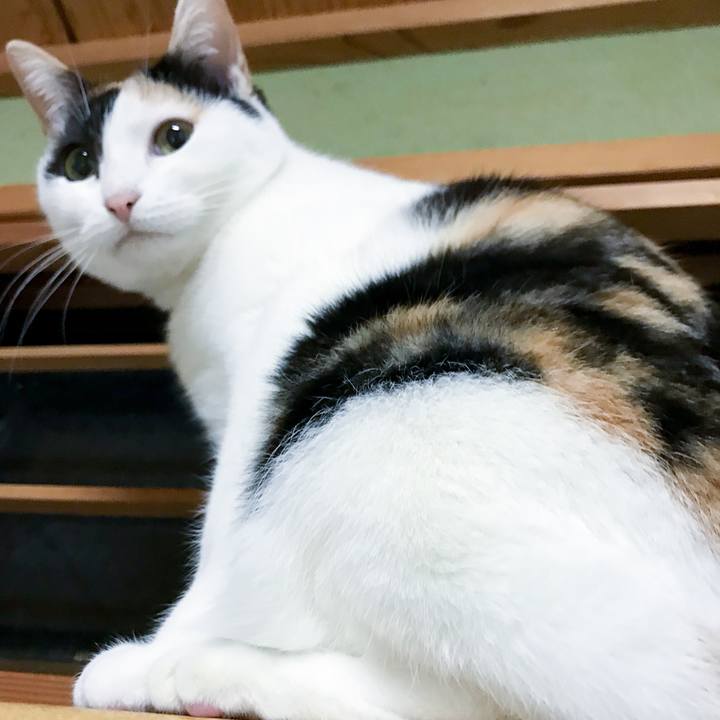 C5a80c87 0a1c 46b1 8a84 7f7eccdfa2da 1516454390632