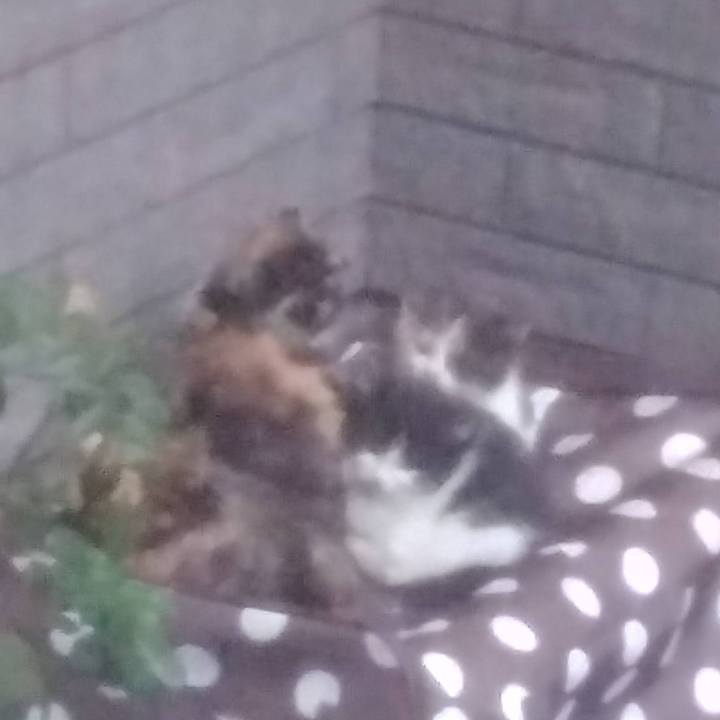 C5a83ee8 9f8a 441f 80fd d2b0d402d135 1763499821775