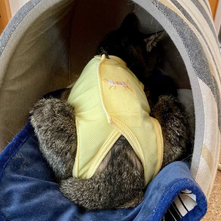 C5a9e1fd d035 40b3 af65 ede7a12a1d20 1684738432045