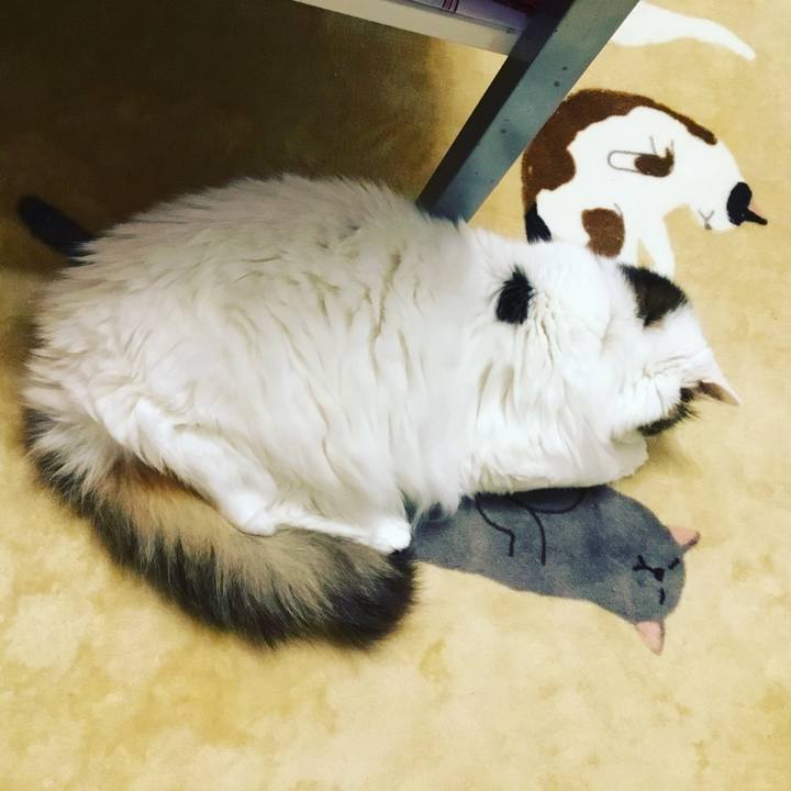 C5aa732a 126a 4616 8298 2805f31e8048 1573180720455