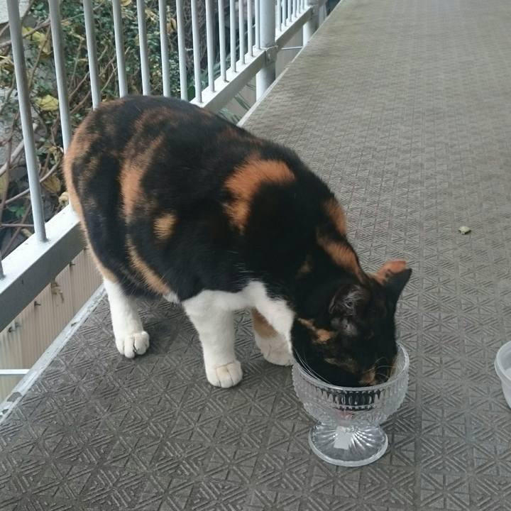 C5ad5cd6 0dcd 451a b9ee 2f317a61d68e 1513405567187