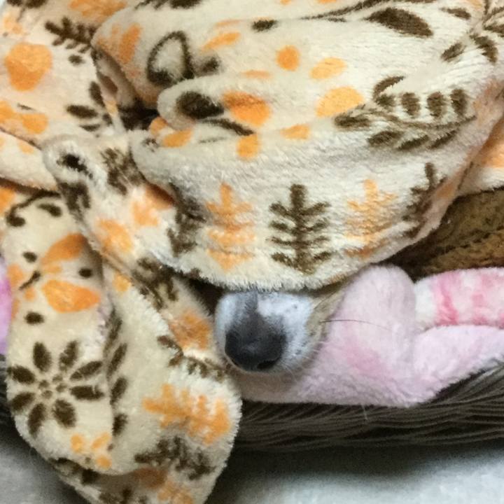 C5af2d59 d316 408e b318 fe611a708886 1511085282774