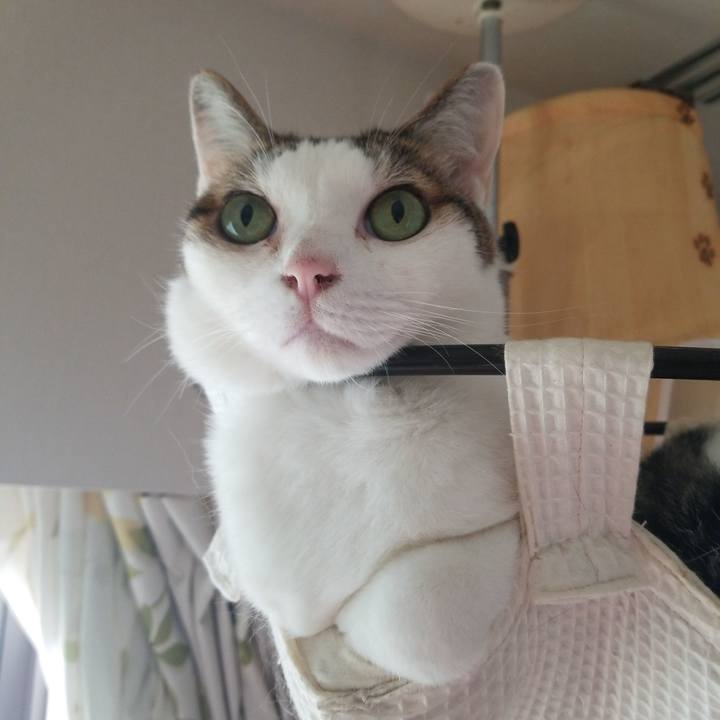 C5af4a92 6406 43ec b4ca 4b83e896b396 1593220014204