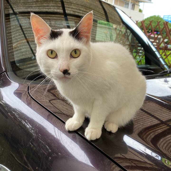 C5b40688 ed63 4c7c bf9e 7b6b436a5072 1593703311506