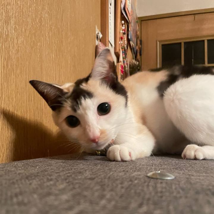 C5b48717 767f 4a6d 8242 e16c35930290 1732545113060