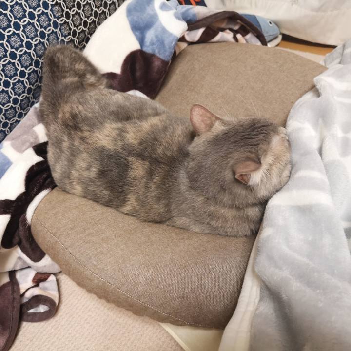 C5b525a5 3ae0 430f acfa e6a678bd1f3f 1574174661160