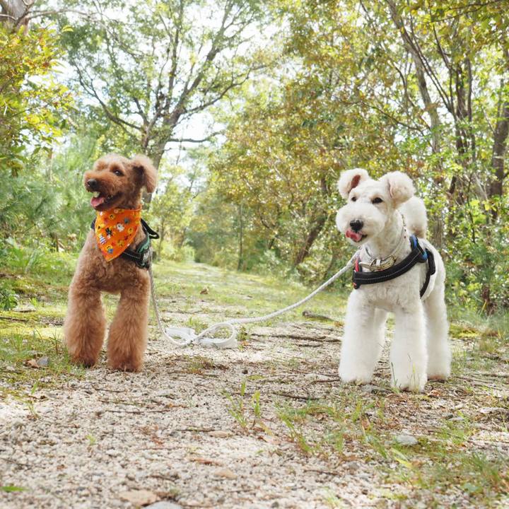 C5bcedbf d99a 42b2 8d88 19dac72ae4f2 1539037263548