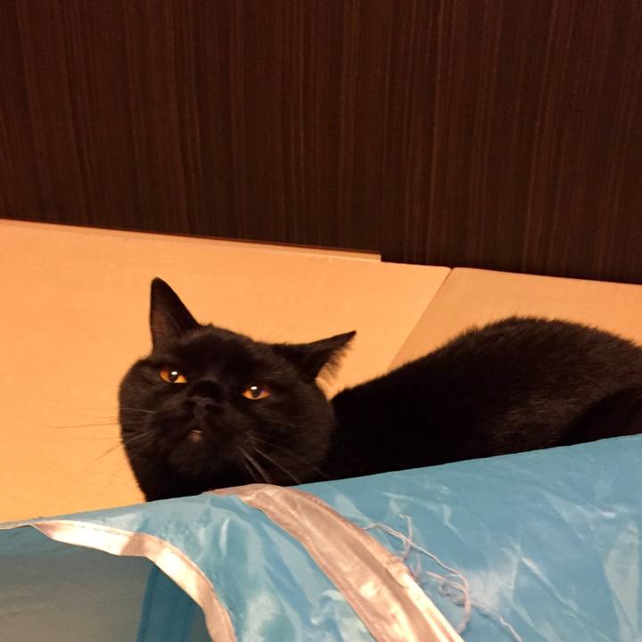 C5bd9230 16e3 4645 82c2 031ddf91304a 1530011348626