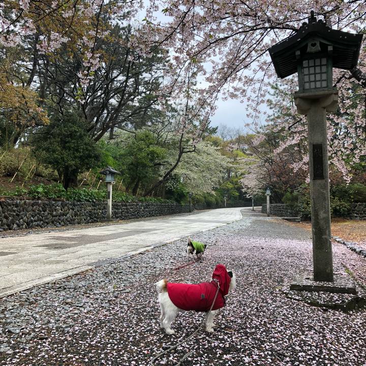 C5be01e8 52c5 401a a371 1876bc7b5753 1555629495289