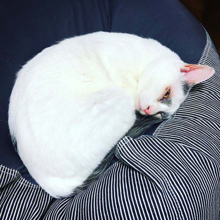 C5be9bc7 03ab 42cc 8863 a5c78f383465 1508573474888