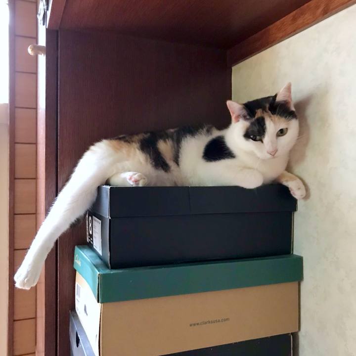 C5c26c08 3e1c 40de a84c 604e6fa459d5 1535505955179