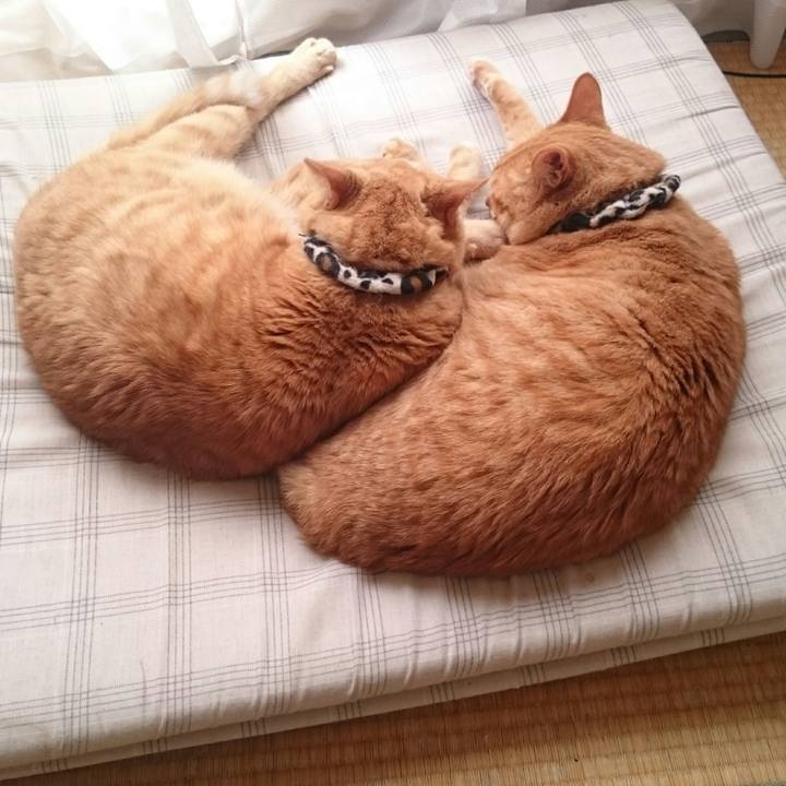 C5c2c2bd 61be 411b 854c a4fd43788759 1529813155993