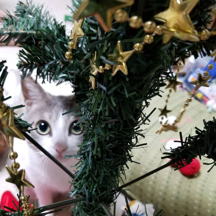 C5c492c8 ff8f 4715 9d77 0ebb77bd009d 1514293864162