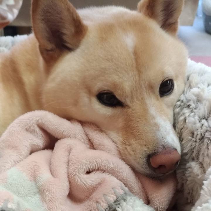 C5c59c28 418c 41d2 82af 92382478f879 1582758477542