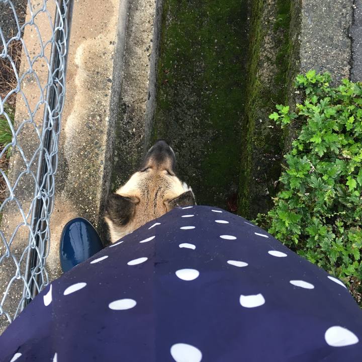 C5c68caf e344 4a1e bd40 b9c6e91c16c6 1508317723164