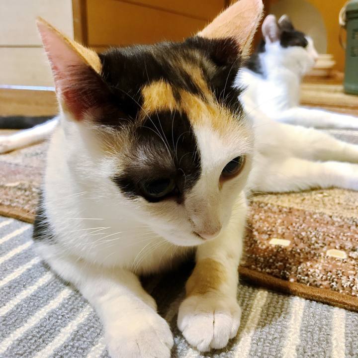 C5c74c33 49aa 490f ab06 9624b393ccce 1508116760408