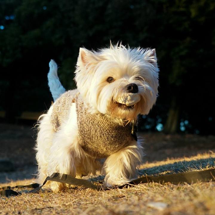 C5c8e540 9ef1 4f50 93a5 e1804bdcfadd 1514373801108