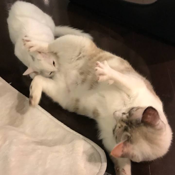 C5cd92a3 c27f 4389 bd61 a080abb51637 1511529097076