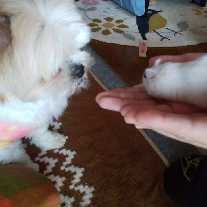 C5ce598e d75d 4100 adb6 b2f4fab4b4e4 1517872977415