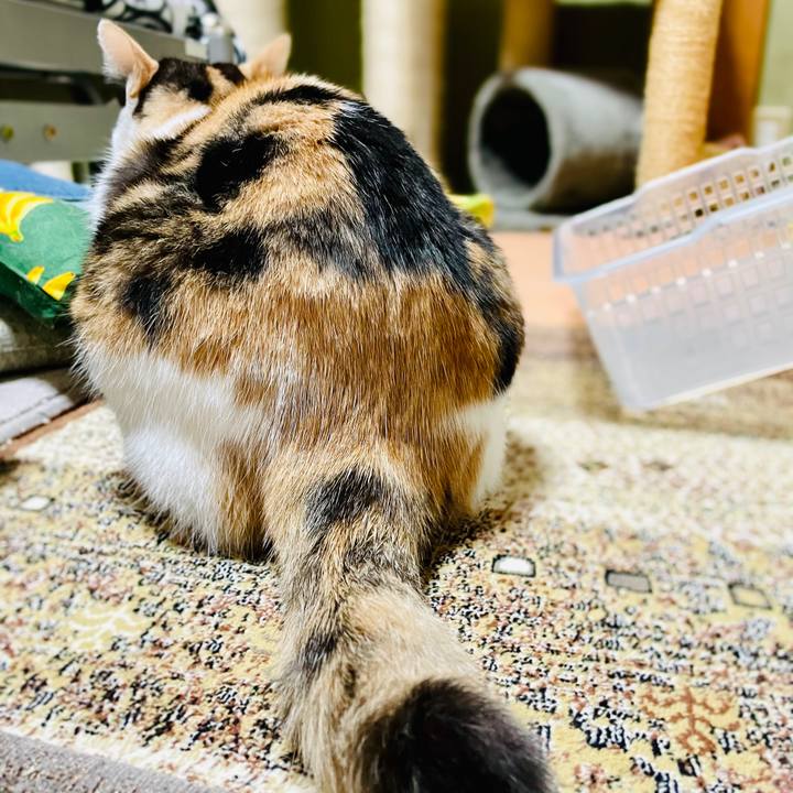 C5d33046 338b 405e ac75 3d3108cfb9b4 1606701857690