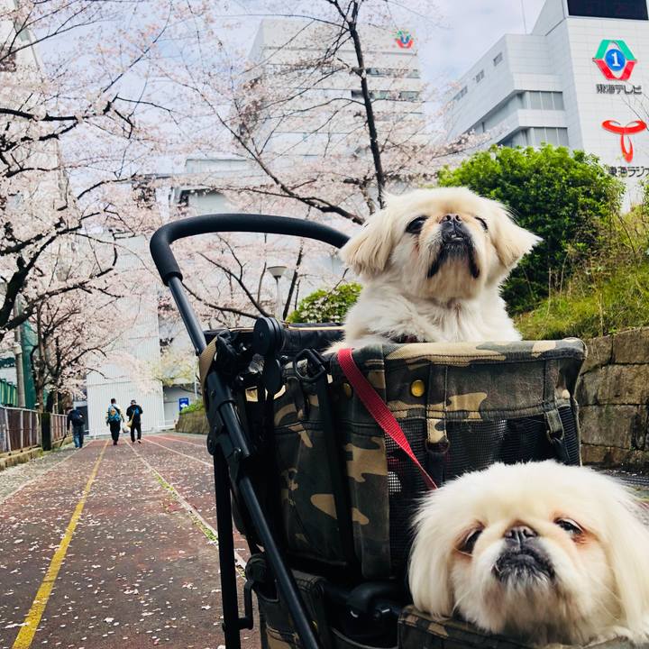 C5d576d8 da1b 4db6 a07f 169ff08eb83a 1585535490042