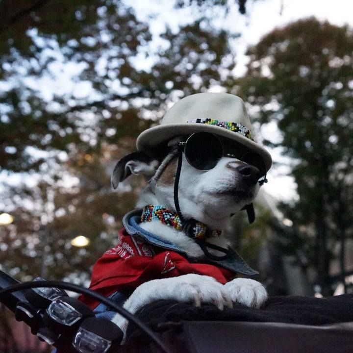 C5d7c602 5651 4056 815f 0a3ae82d7eaf 1541924116696