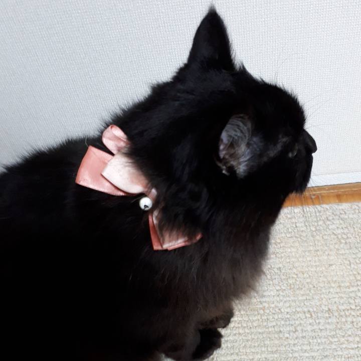 C5d8bcda c407 4bcf b901 8f4eb2917170 1520534637744