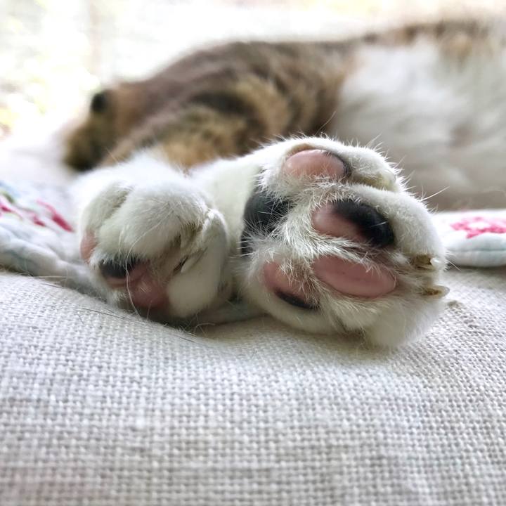 C5d9b605 41ec 45d2 b38f 6bccc84a48d3 1563587896161