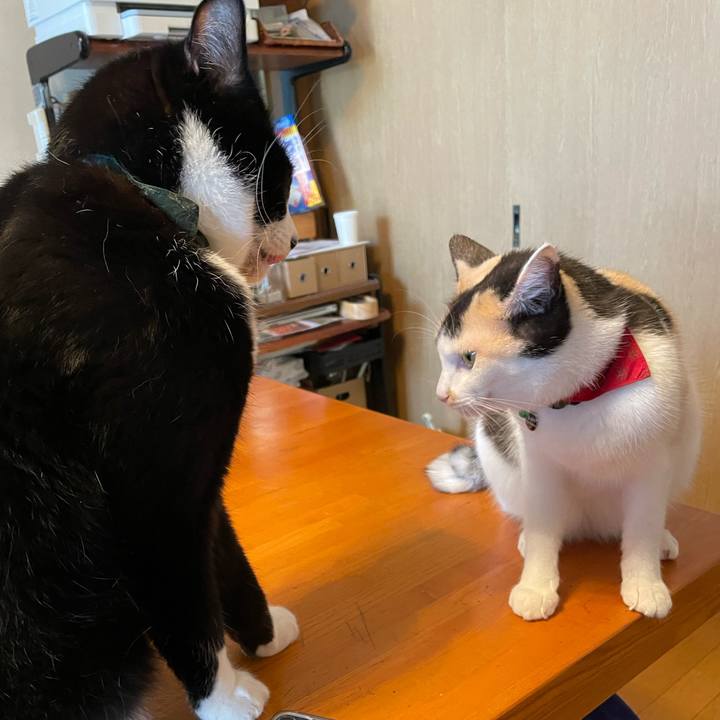 C5da67a4 258d 4bd5 8a68 2bbcee8de879 1722303039662