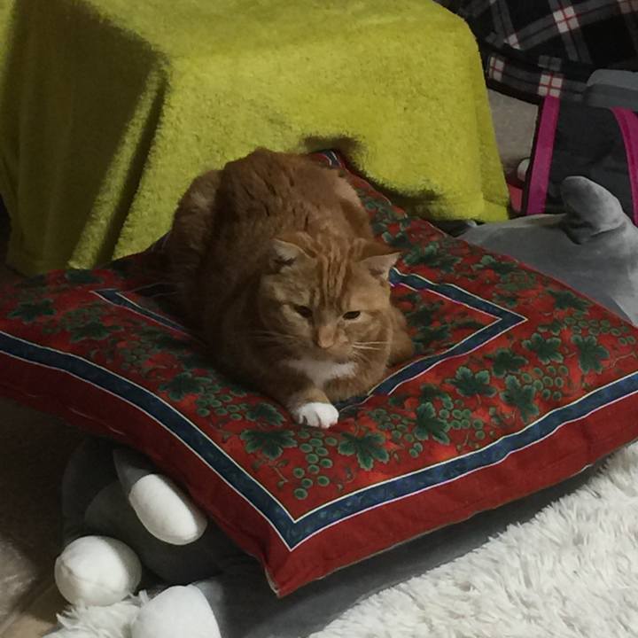 C5daf3d9 f209 4106 859e b538ed0ff3b0 1510273275330