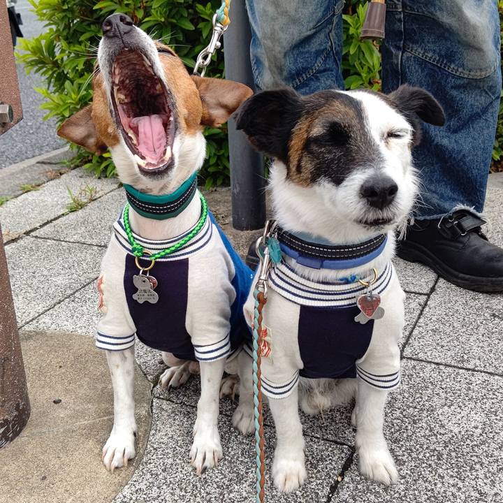 C5dd3a8b 7246 449c ba37 6a455718b154 1716452850381