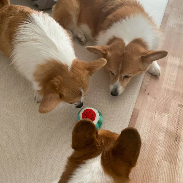 C5ddc0c3 ca5a 4d7d ba15 827be491048c 1681450046785