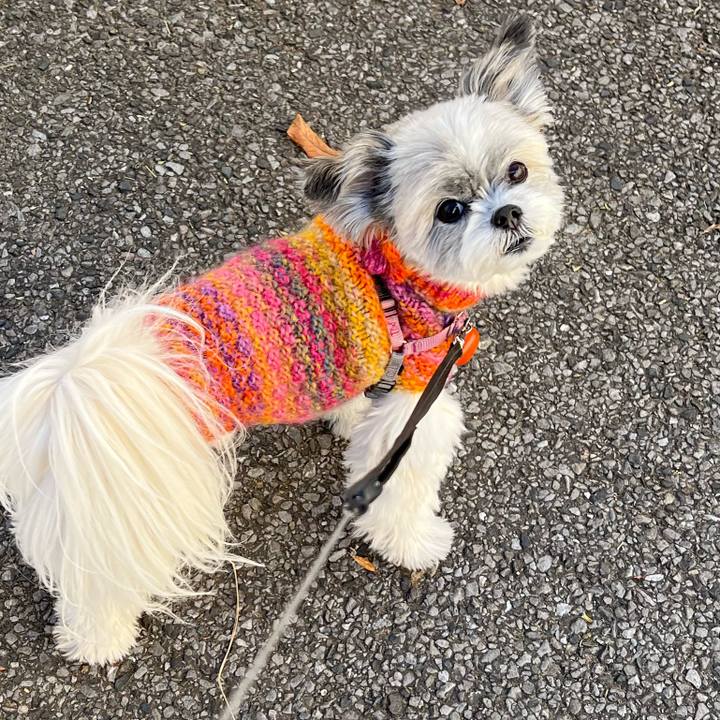 C5ddd9cf 534d 474f a801 951fe7eb5735 1735530125187