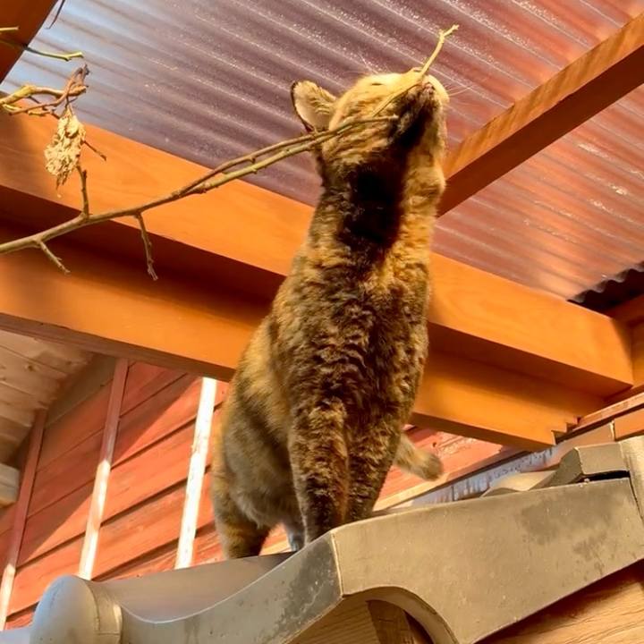 C5de5cfd 194b 4ef1 b488 99fdc0d85487 1763279024499