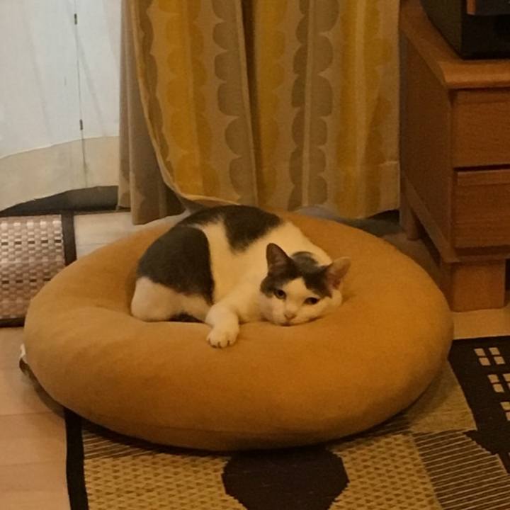 C5de61a7 dd0f 4ac8 a09f 19a3d87cc311 1508980117020