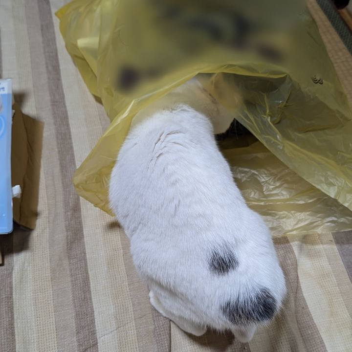 C5df635d c977 4b9f aeb8 cd7cebe6d77a 1732517154760