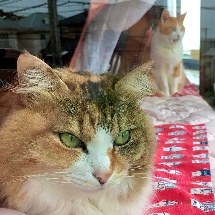 C5e1115d b629 48fc 83f5 650583af0a82 1590295009118