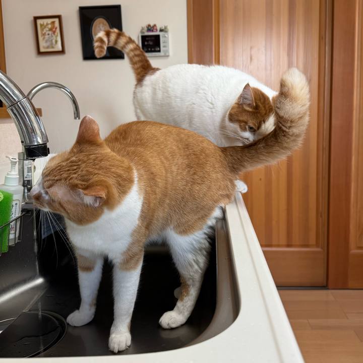 C5e4480a 5f6c 4657 85cd eb03f3cacb2a 1773459108871