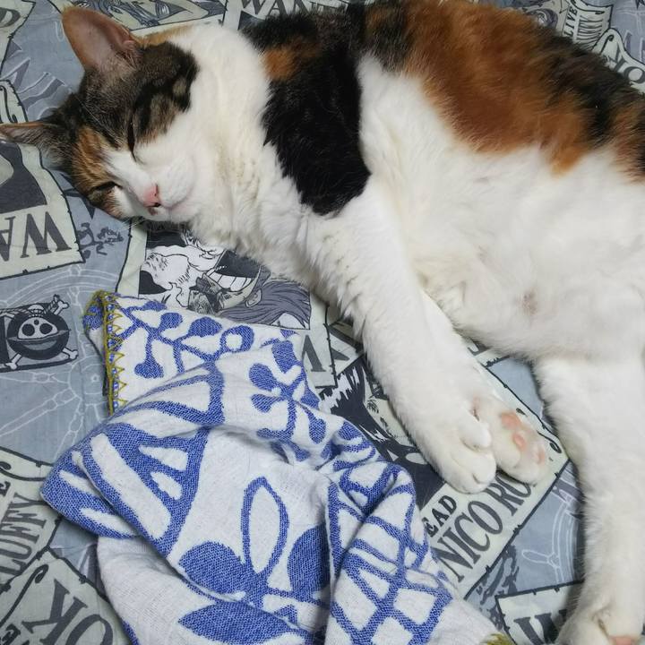 C5e5663c 613b 4af0 a92c d1f5ecf8ac25 1530432689174