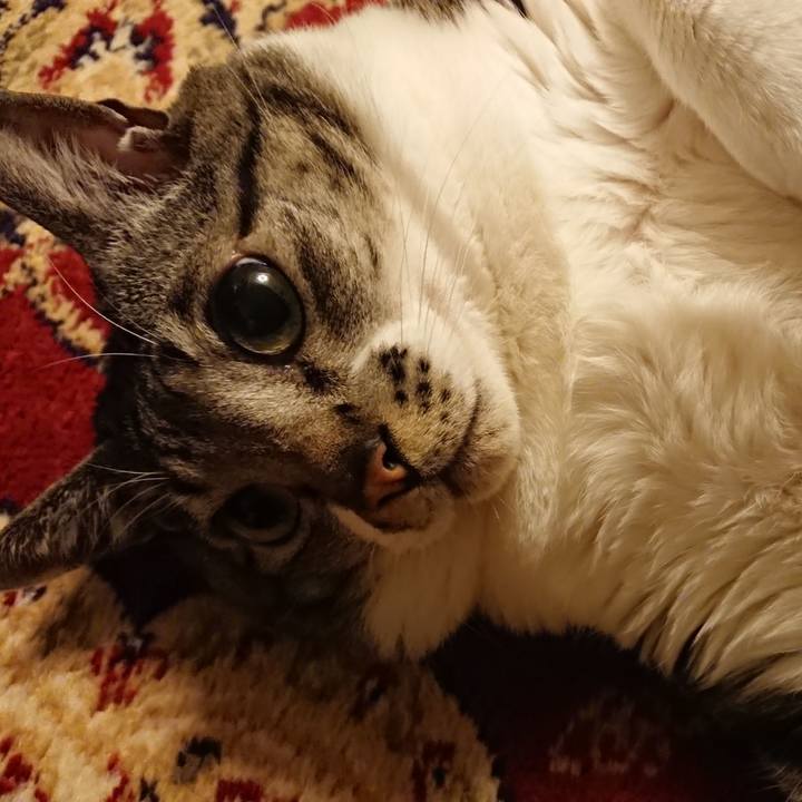 C5e72e20 2916 497f ad84 ef85268b1d57 1550497139617