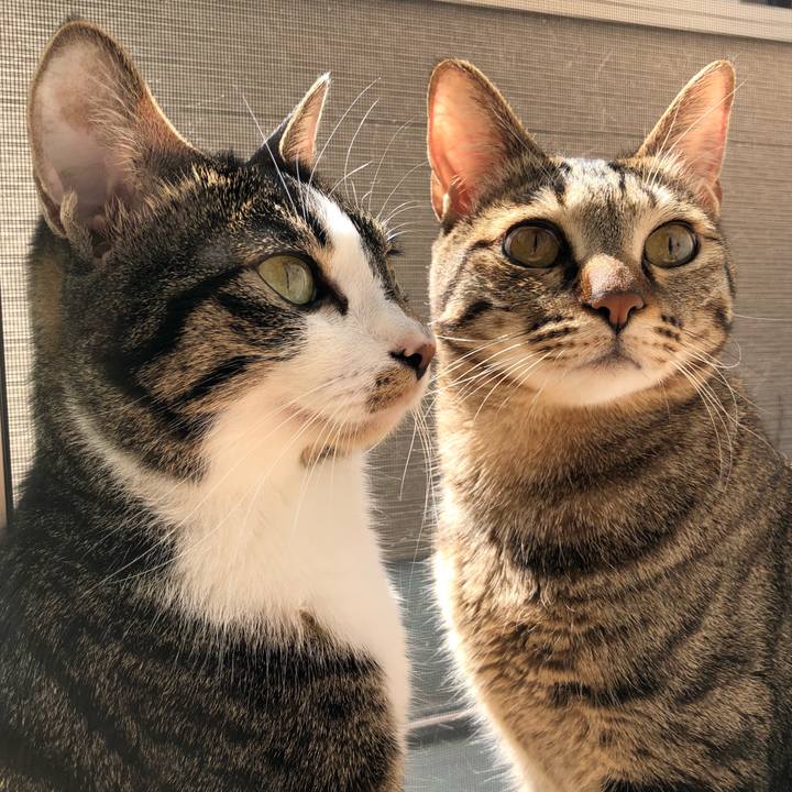 C5e868fc 4670 430f b85e 083876425fcd 1521130376722