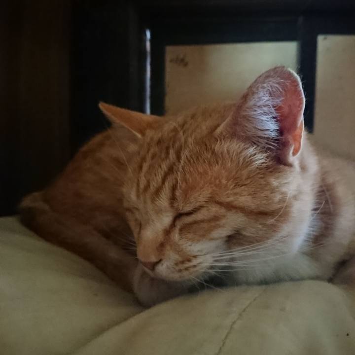 C5ea5867 3f46 4c92 9cf5 cb9cb2ffeba9 1589083916622