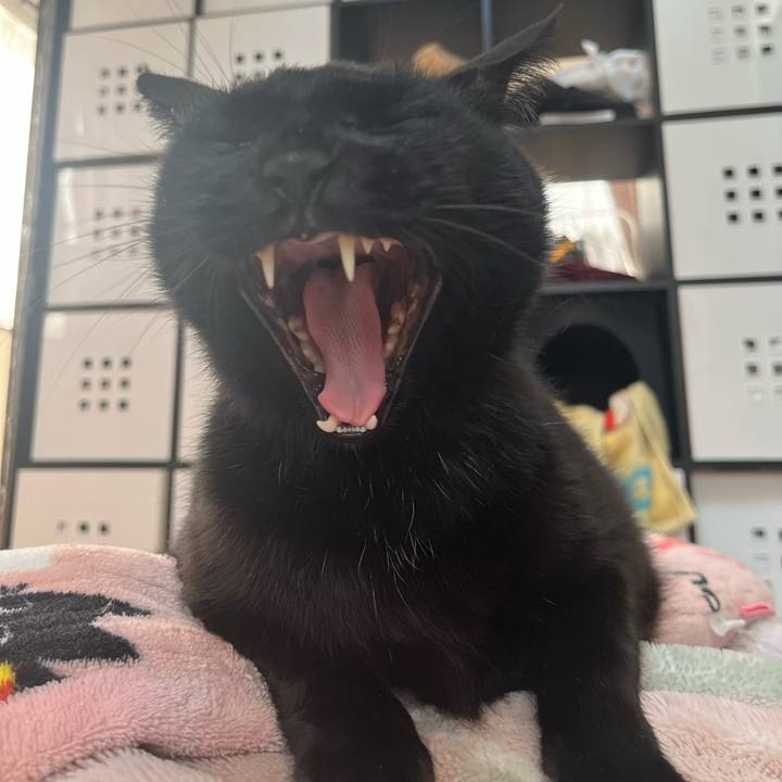 C5f421a7 46c5 468c 8b23 7923b0ddea57 1743769421269