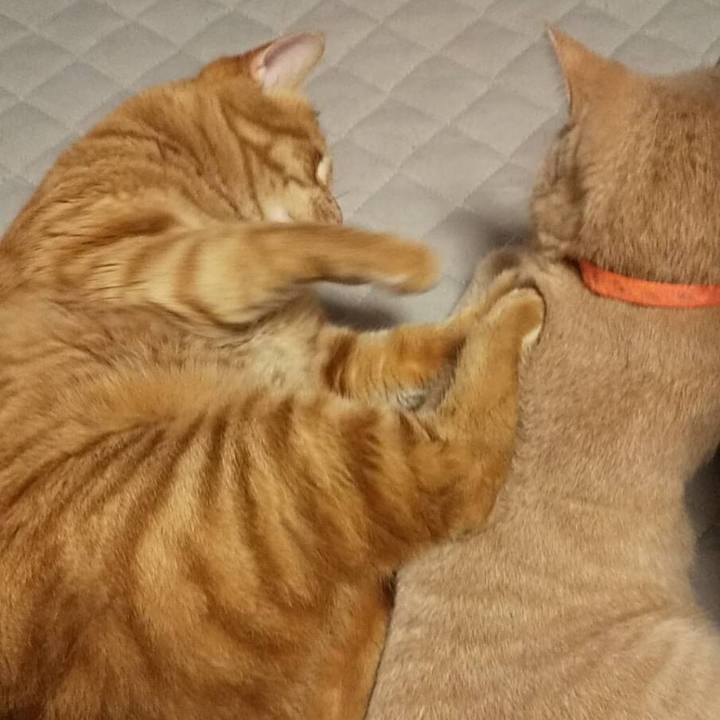 C5fa83f9 8a18 4701 9cf0 c9f7bbce2fbc 1600778183678