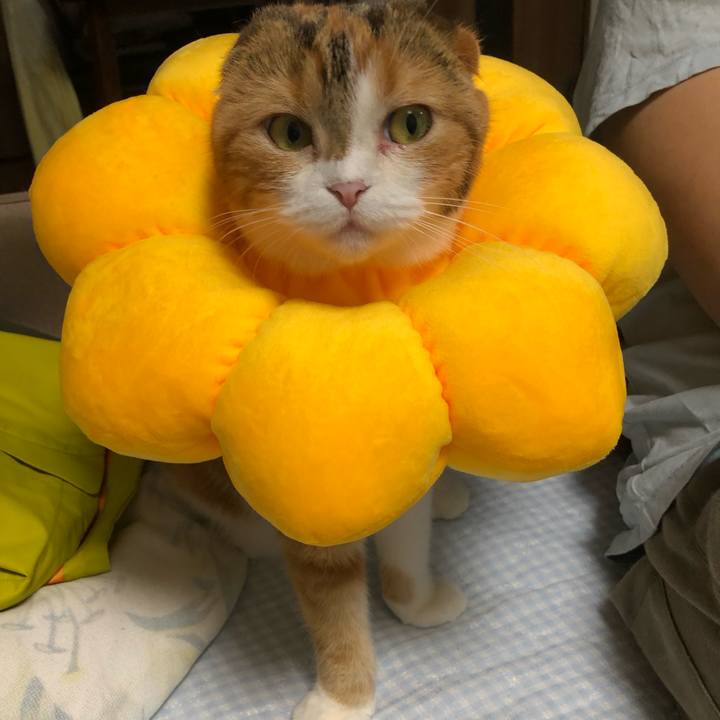 C5fc133c 846f 478e b697 371d788def4c 1566386729323