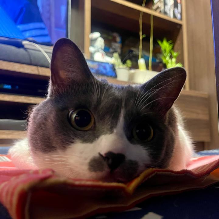 C5fd5043 5f92 4a4c 89ae 8cd505492dd9 1729606860751