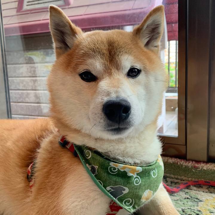 C5fda265 4a14 4239 b10f 638a99c54d8a 1590316119746