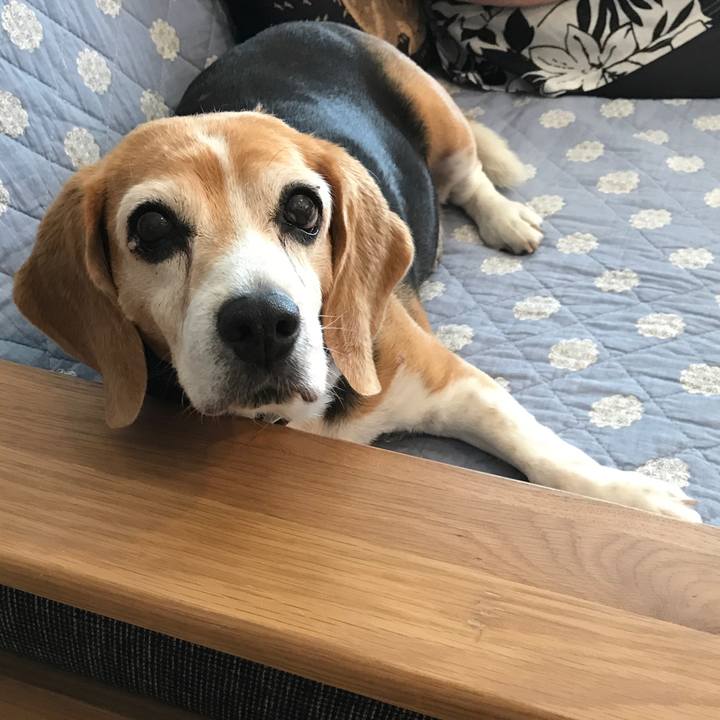 C5fe83d8 480d 4910 a828 fc06d6fcaa9e 1565559814023