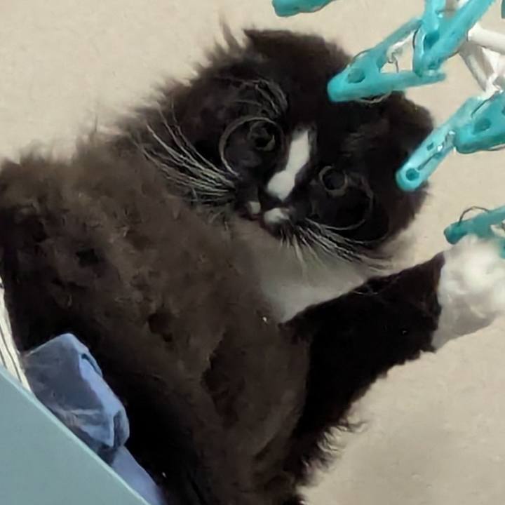 C6006fcc 2a56 4ff5 b7dc d55240abc41b 1739965621011